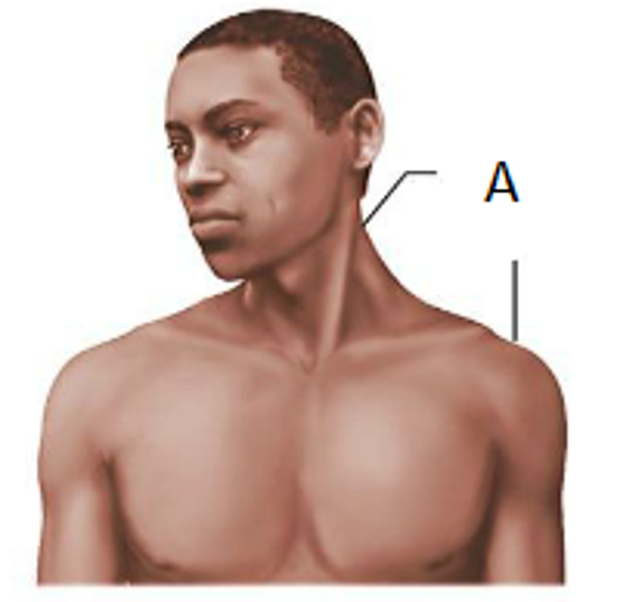 <p>What is the term for the membrane indicated by the letter A?</p>