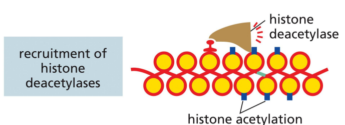 <p>a mechanism of transcriptional repression where the repressor recruits histone deacetylases to interfere with histone code for transcriptional activation</p>