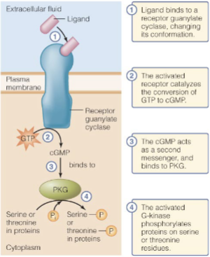 <ul><li><p><mark data-color="blue">ligand binds to the receptor</mark>, changing its conformation</p></li><li><p>the activated receptor converts <mark data-color="blue">GTP to cGMP</mark>, which binds to PKG</p></li><li><p><mark data-color="blue">activated PKG phosphorylates proteins on serine or threonine residue</mark>, creating a cascade</p></li></ul>