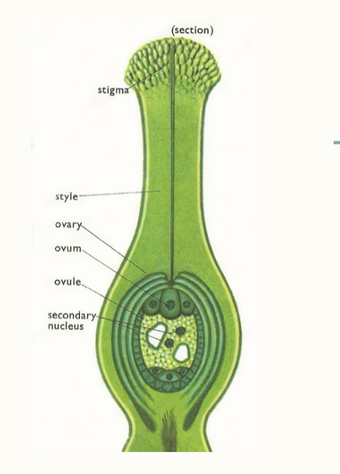 <p>Pistil (carpel)</p>