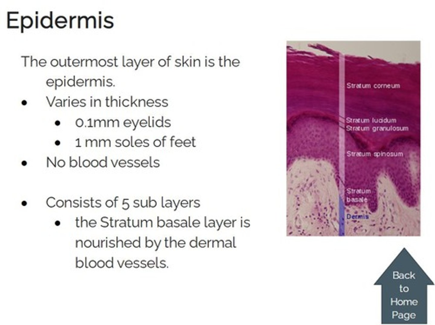 <p>the outermost layer of the skin</p>