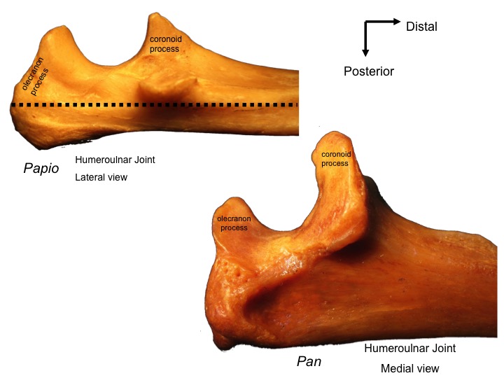 <p>A major feature of the ulna which is the top most section of the ulna.&nbsp;&nbsp;</p><ul><li><p>In some quadrupedal primates this is long, like in the ulna on the top.</p></li><li><p> In apes, this tends to be short, like in the ulna on the bottom.&nbsp;</p></li></ul><p></p>