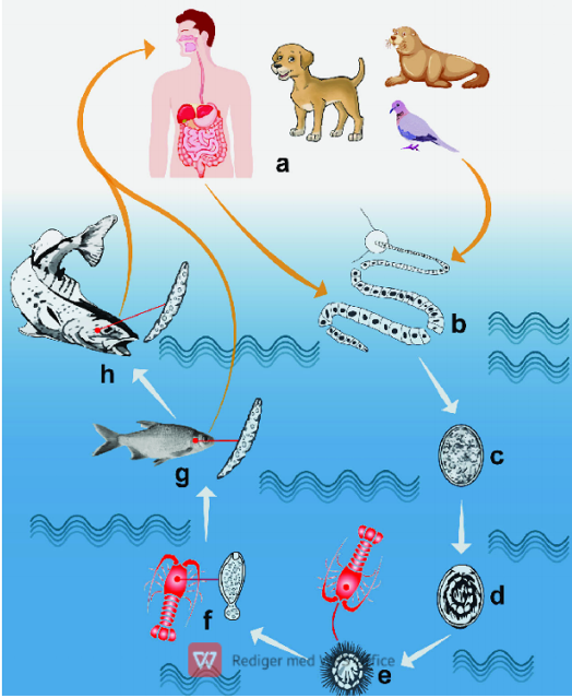 <p>Life cycle of?</p>