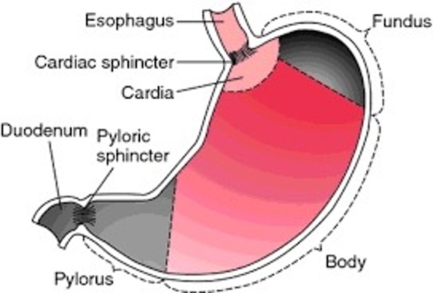 <p>Keeps food in the stomach until it is ready to go to the small intestine.</p>