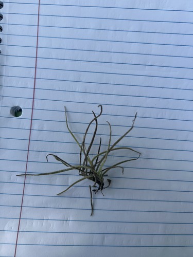 What is this plant?