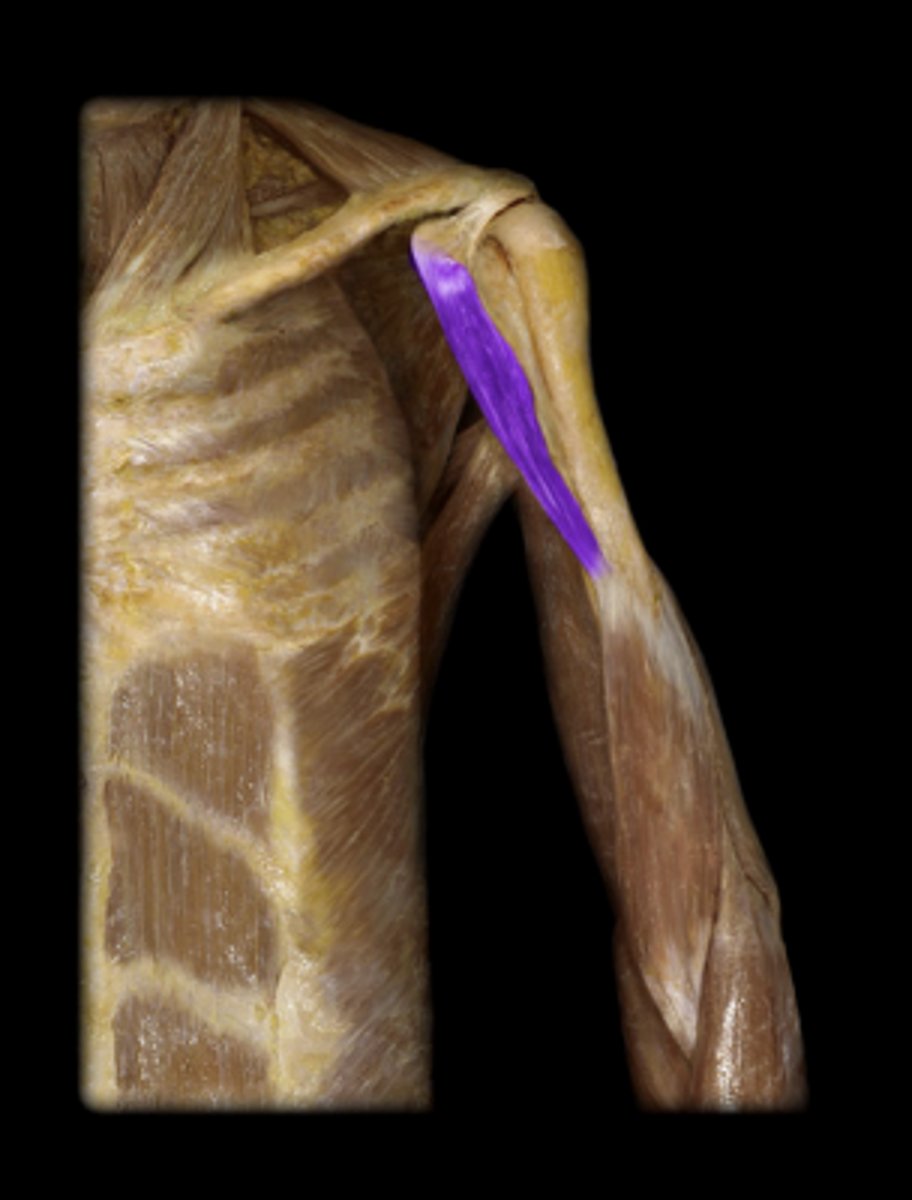 <p>origin: coracoid process of scapula.<br>insertion: medial shaft of humerus.<br>action: flexion of arm and shoulder adduction.</p>