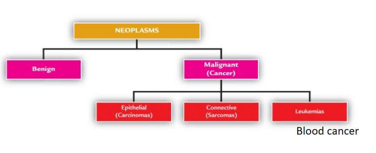 <p>into benign or malignant (cancer)</p><p></p><p>Malignant has 3 types </p><ul><li><p>epithelial (carcinomas)</p></li><li><p>connective tissue (sarcoma)</p></li><li><p>leukemias (blood cancer) </p></li></ul><p></p><p>Classified according to: </p><ul><li><p>Appearance and growth pattern </p></li><li><p>Type of body tissue from which they arise</p></li></ul><p></p>