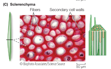 <p>dead, lignin, stiff support</p>