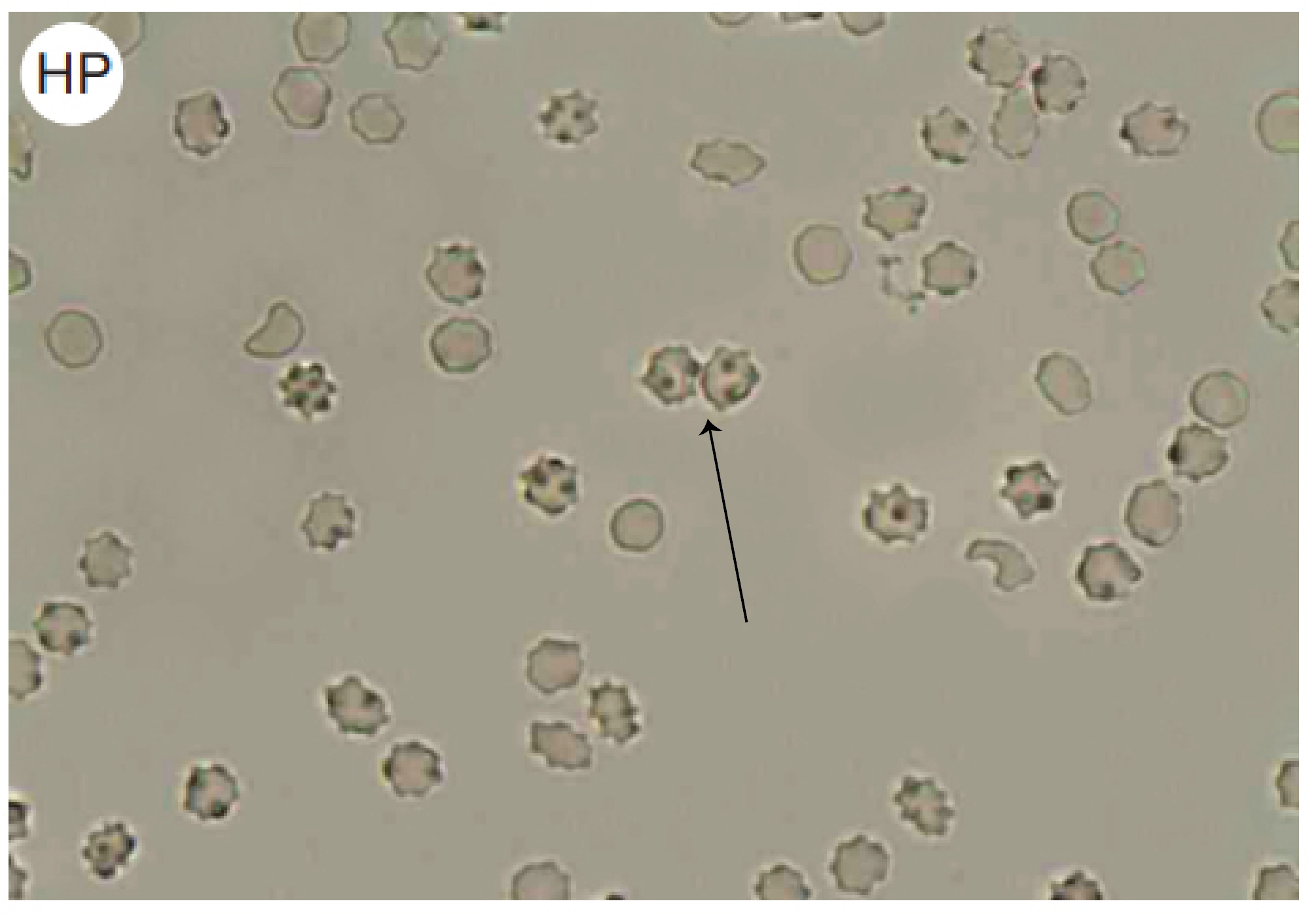 <p>Name this cell </p>