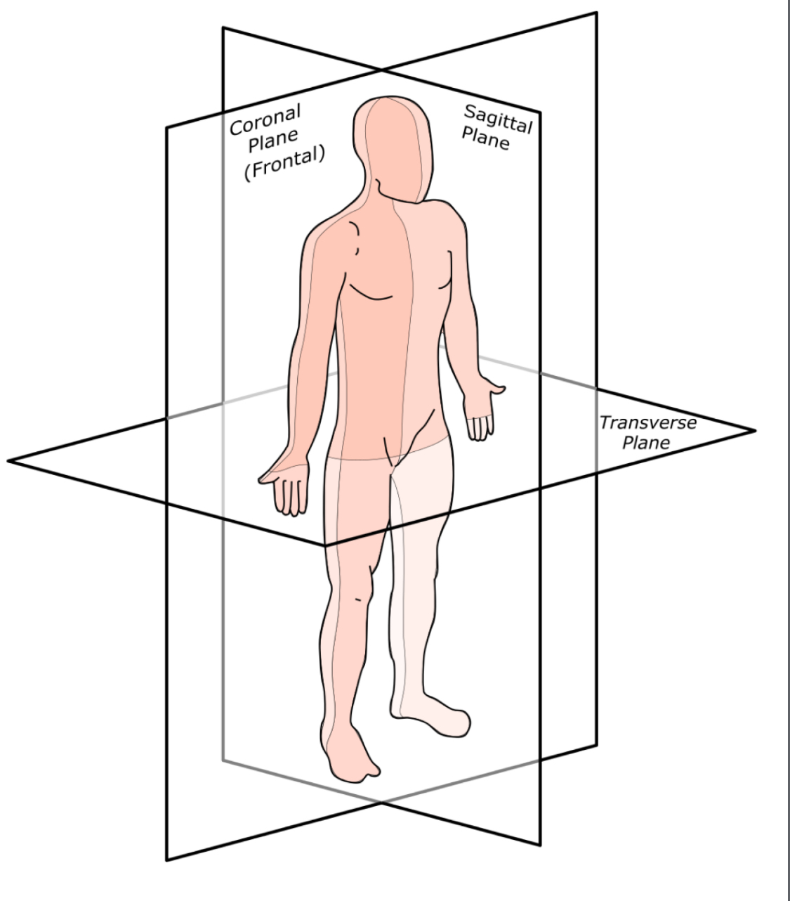 <p>(lateral) UNEQUALLY divides the body into right and left sides</p>