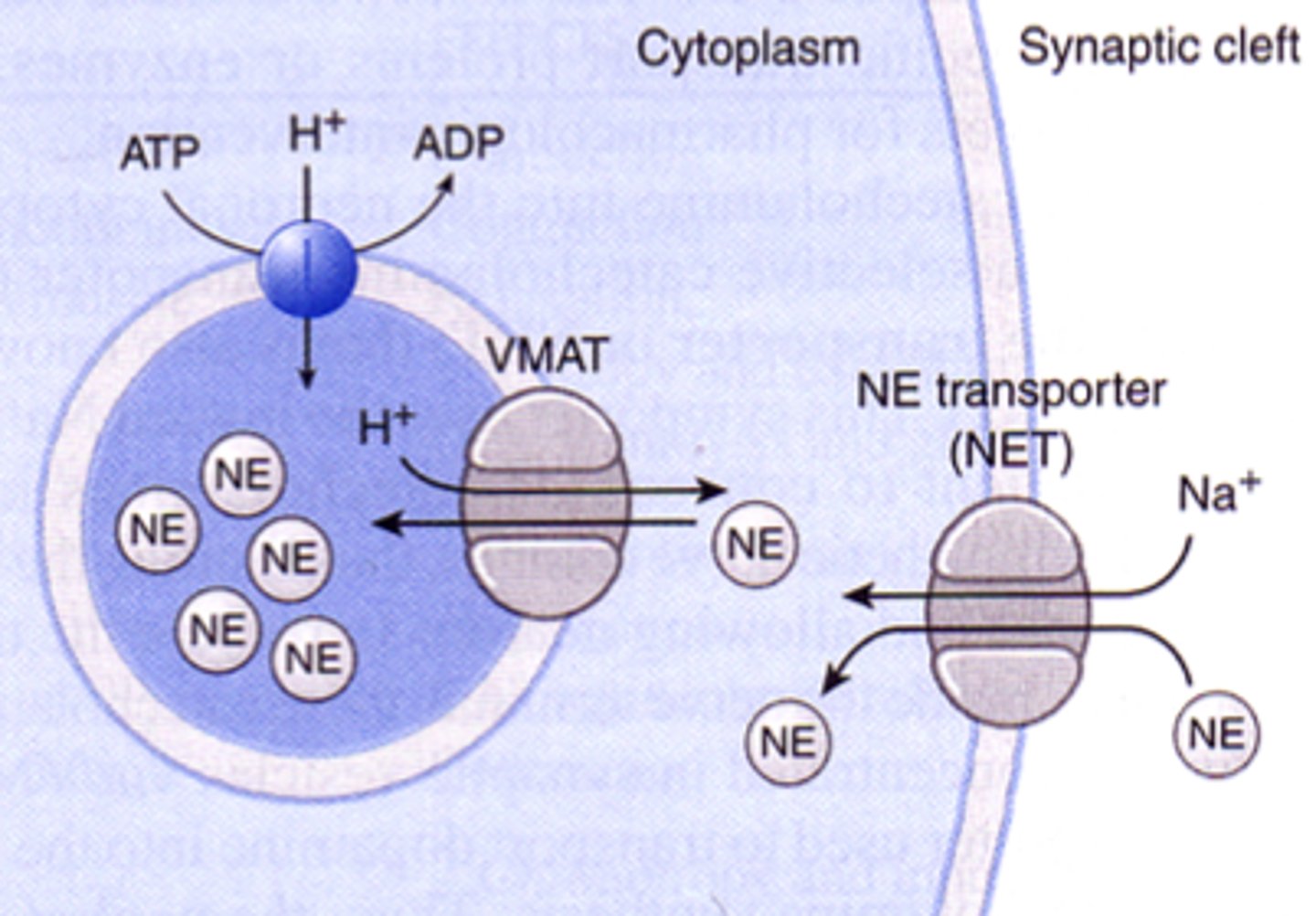 <p>- NE uptaken by active transport (NET)<br> - NET co-transporter is Na+<br>- either metabolized or stored in vesicle by active transport (VMAT) <br> - VMAT co-transporter is H+; requires ATP to create H+ gradient</p>