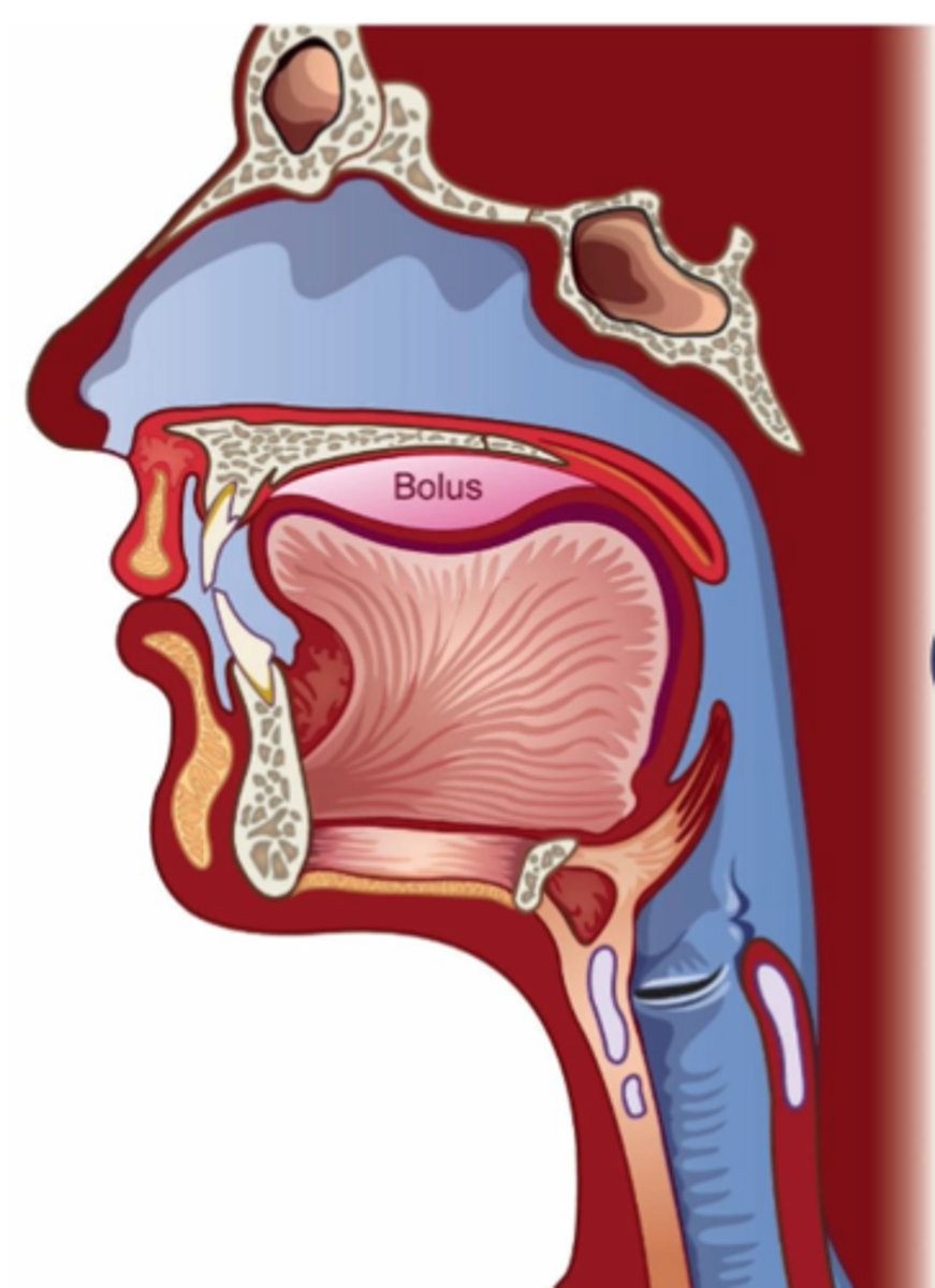 <p>Voluntary</p><p>Begins as soon as food enters mouth</p><p>Highly variable in duration (3-20 sec)</p><p>Purpose: prepare bolus for swallow</p><p>Steps:</p><p>Liquids</p><p>- Elevate mandible and adduct lips to form anterior seal</p><p>- Tongue and other structures contain bolus anteriorly</p><p>- Depress anterior tongue and elevate sides to form "cup"</p><p>Solids</p><p>- mandible (teeth), lips, tongue, cheeks grind and manipulate food into bolus</p><p>- mix bolus with saliva</p><p>- position bolus on anterior surface of tongue</p><p>- lips may remain adducted, but not necessary</p><p>Elevate back of tongue to velum to form back wall</p><p>- separates oral from pharyngeal cavity</p><p>- VP open so person can breathe</p>