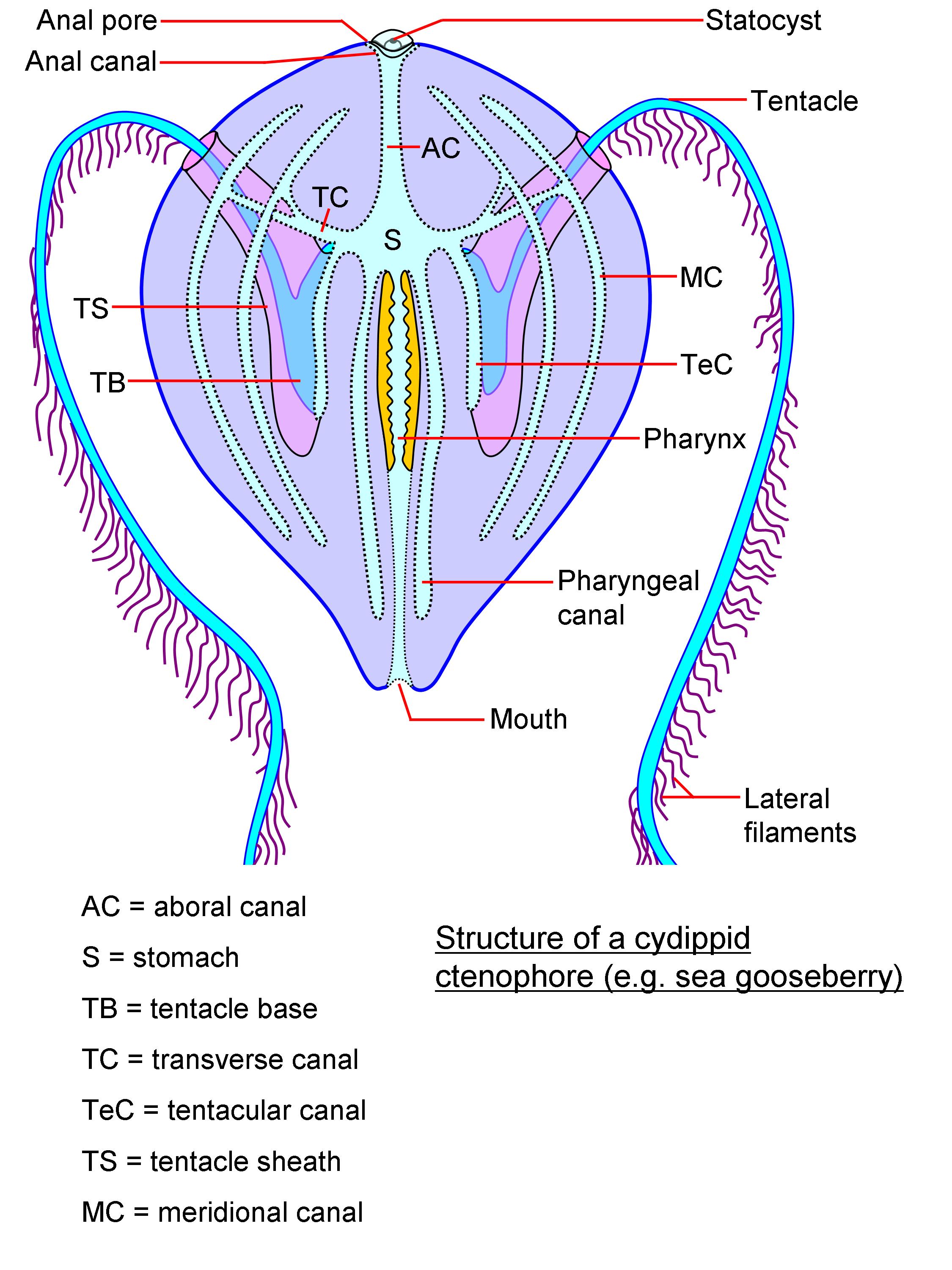 <p>mostly pelagic, eight combs of cilia that propel the body</p>
