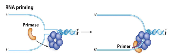 <p>Specialized enzymes that make primers. They are different from RNA polymerase in that they do not require a specific DNA sequence to get started. They are only active when the unwound DNA is still in association with the helicase; this localizes their function to the replication fork.</p>