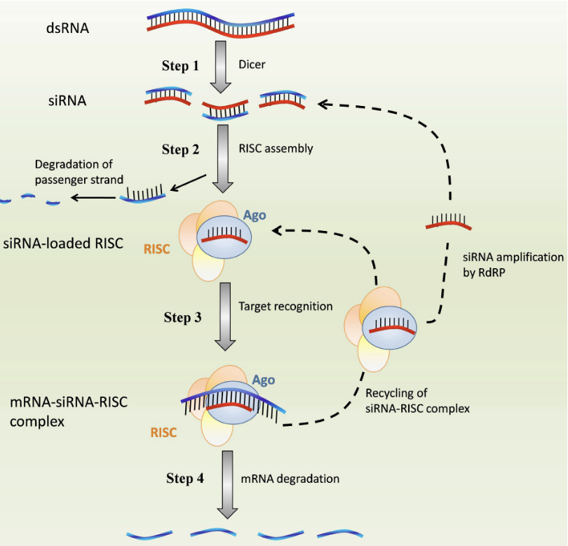 <p><strong>mRNA degradation: </strong>Ago protein cleaves mRNA which silences the target gene</p>