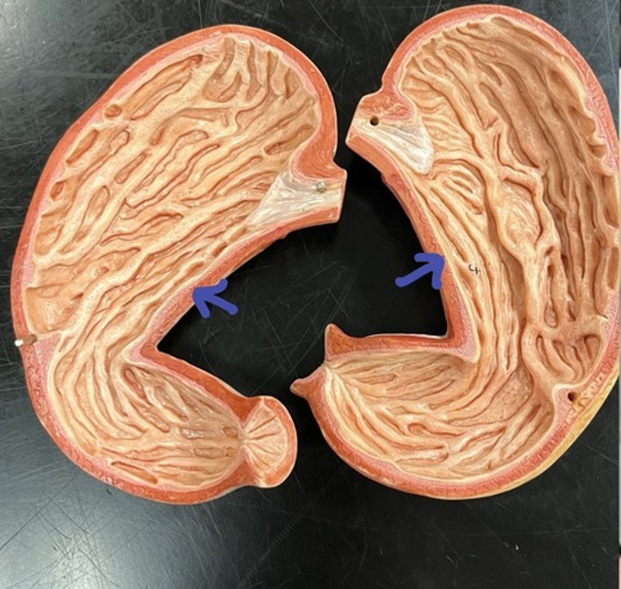 <p>concave medial surface of stomach</p>