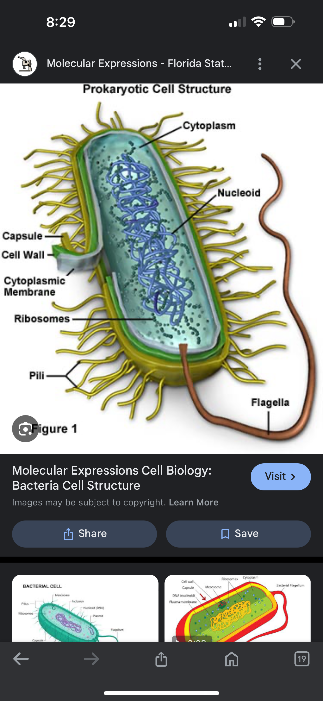 <p>Bacteria</p>