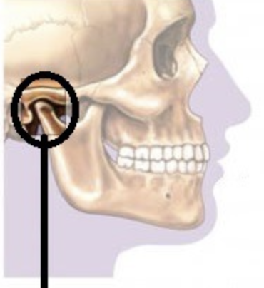 synovial: hinge and plane

mandibular fossa or temporal bone with condyle process of mandible