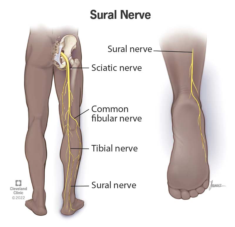 <p><span>Occasionally, you may palpate this nerve running lateral to the Achilles tendon (between achilles and lat. malleolus - space)</span></p>