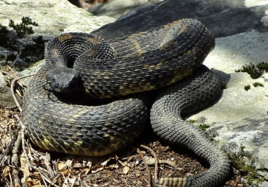 <p>Timber rattlesnake</p>
