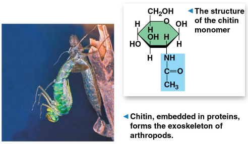 <p>Chitin</p>