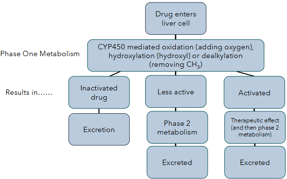 <p>phase 1 - functionalisation reactions (CYP450), introduces a functional group on the drug to make it more polar and prepared it for phase 2</p><p>phase 2 - conjugation reactions, attaches polar group to increase water solubility for excretion</p>