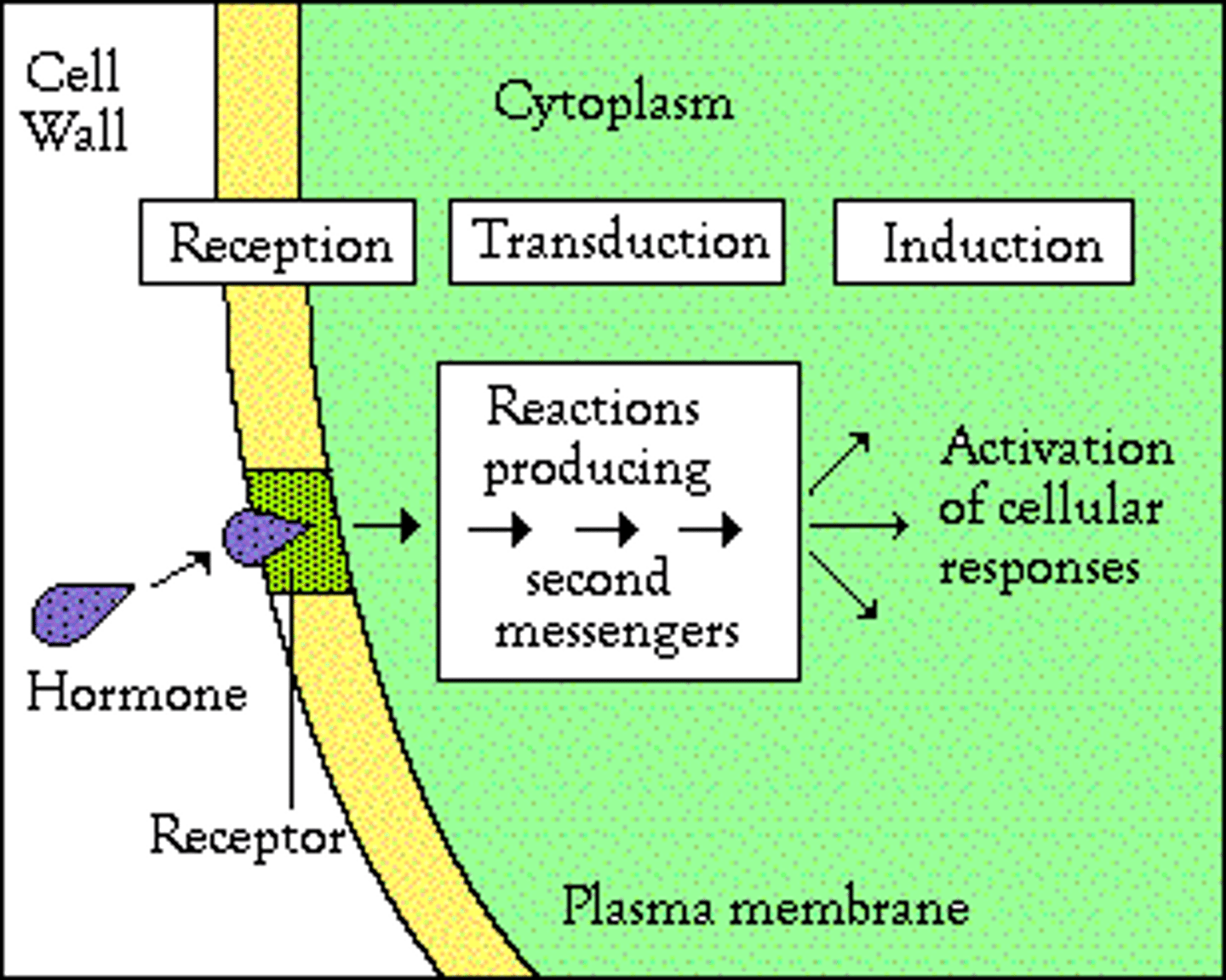 <p>(D) I and II Only</p><p>Secondary Messengers are any molecule that transmits a signal from the cell membrane. GPCR would not be included since it constitutes the protein that receives the signal whereas the G Protein and cAMP transmit signals from the cell membrane to the intracellular environment.</p>