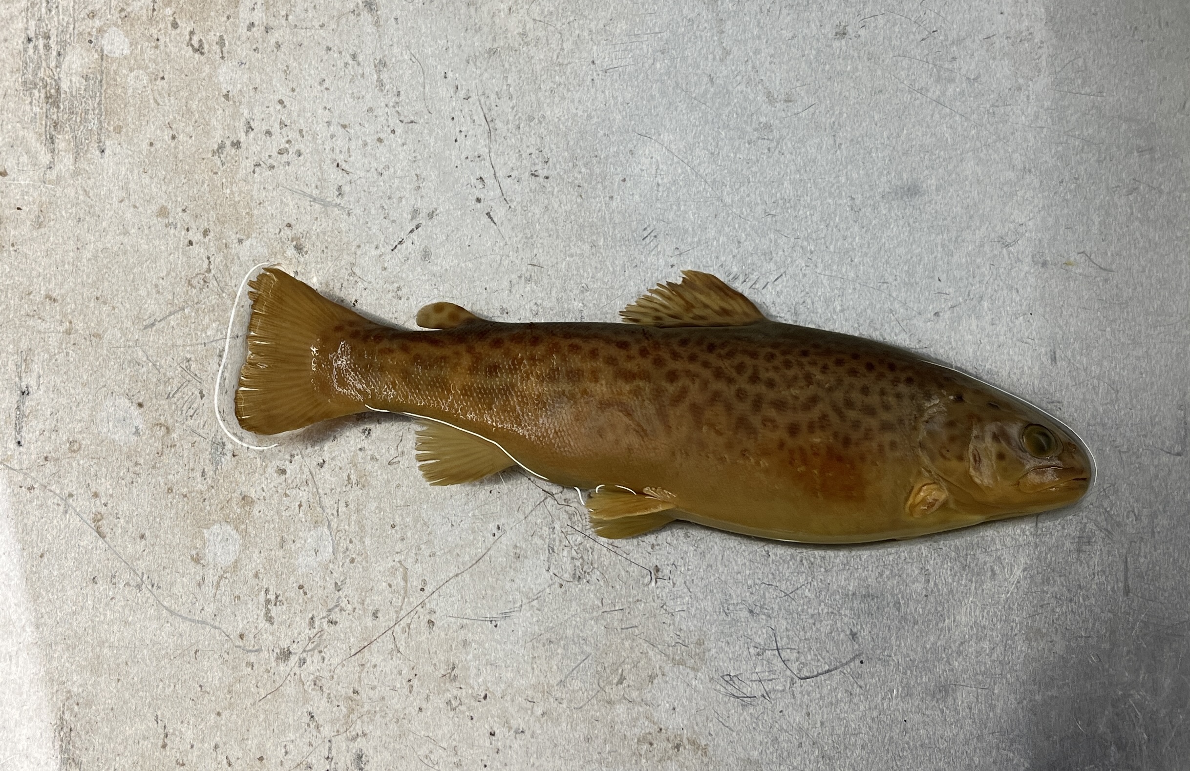 <p>Brown Trout</p>