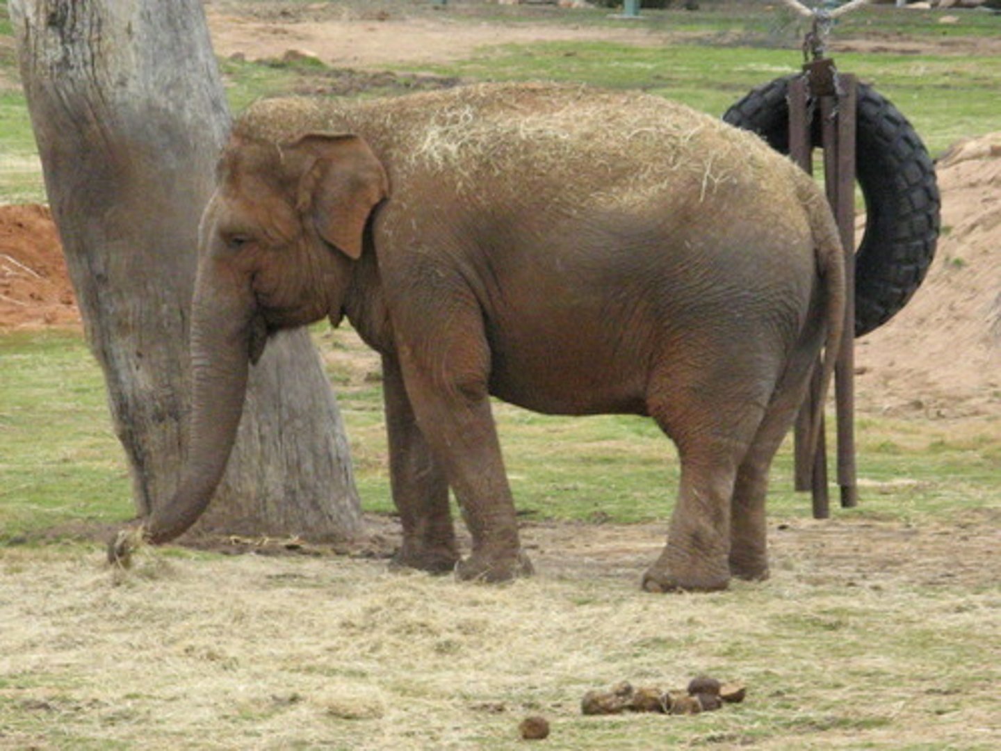 <p>elephants</p>