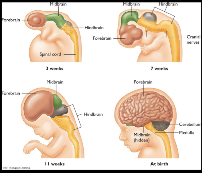 <p>The vertebrate nervous stem forms out of a simple tube with three lumps</p><ul><li><p>The <strong>midbrain</strong> and <strong>hindbrain</strong> become the brainstem </p></li><li><p>The forebrain becomes the cerebral cortex and other higher structures </p></li></ul><p></p>
