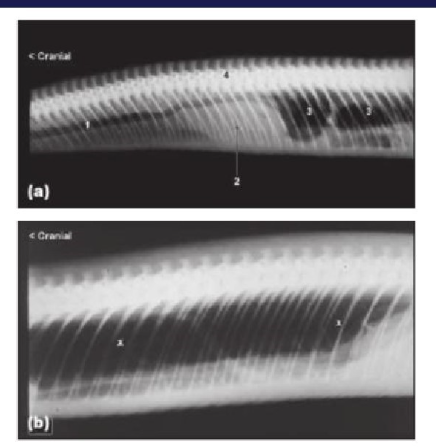 <ul><li><p>use a doppler to identify where the heart is </p></li><li><p>use this as a guid for positioning for radiograph</p></li><li><p>Snakes also have air sacks </p></li></ul><p></p>