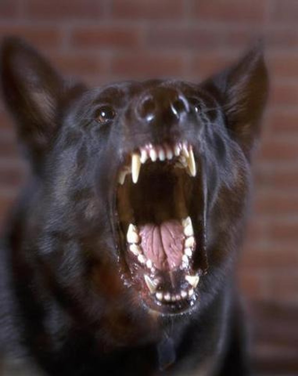 <p>Demonstrating aggression and willingness to fight., warlike</p>