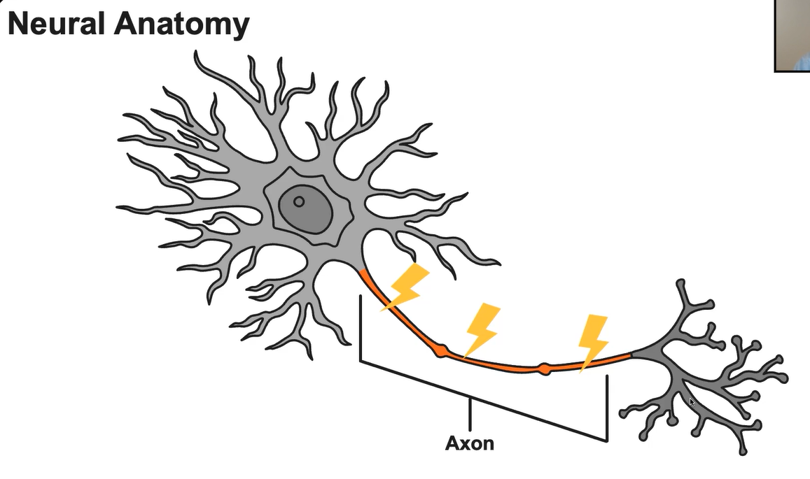 Axon