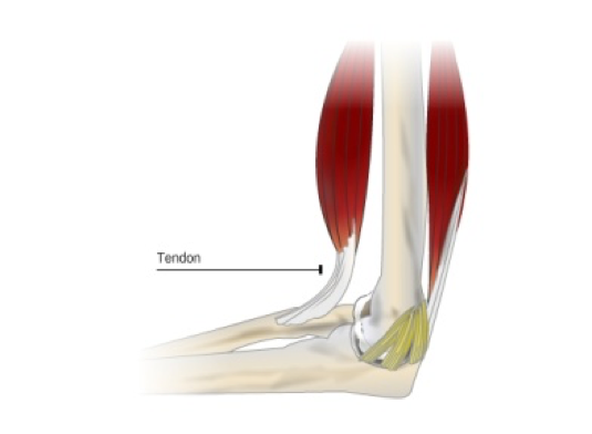 <p><span style="font-size: medium; font-family: Microsoft YaHei">Attach muscle to bone. Limited blood supply. For movement. Takes time to heal when damaged</span></p>