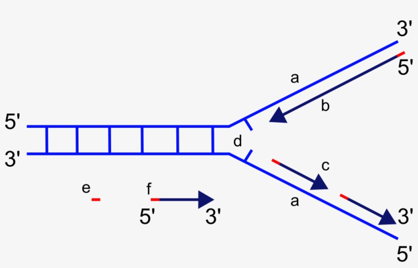 <p>which letter on the diagram is the leading strand</p>