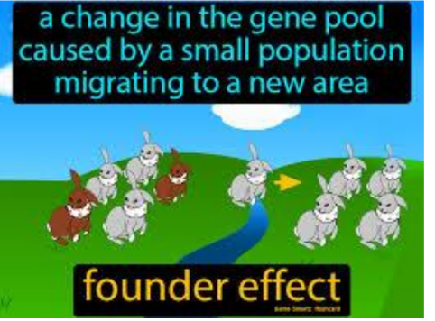 <p>Genetic drift that results when a <strong>small number of individuals separate</strong> from their <u>original population</u> and <u>establish a new population</u></p>