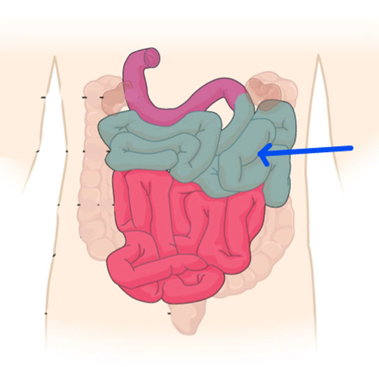 <p>Identify this portion of the small intestine.</p>