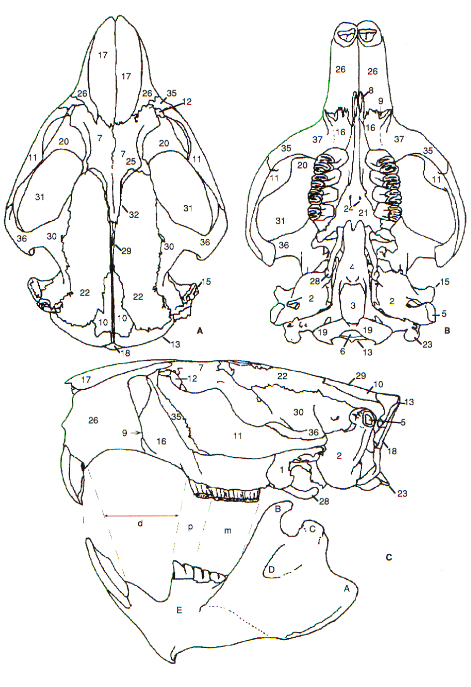 <p>premaxilla</p>