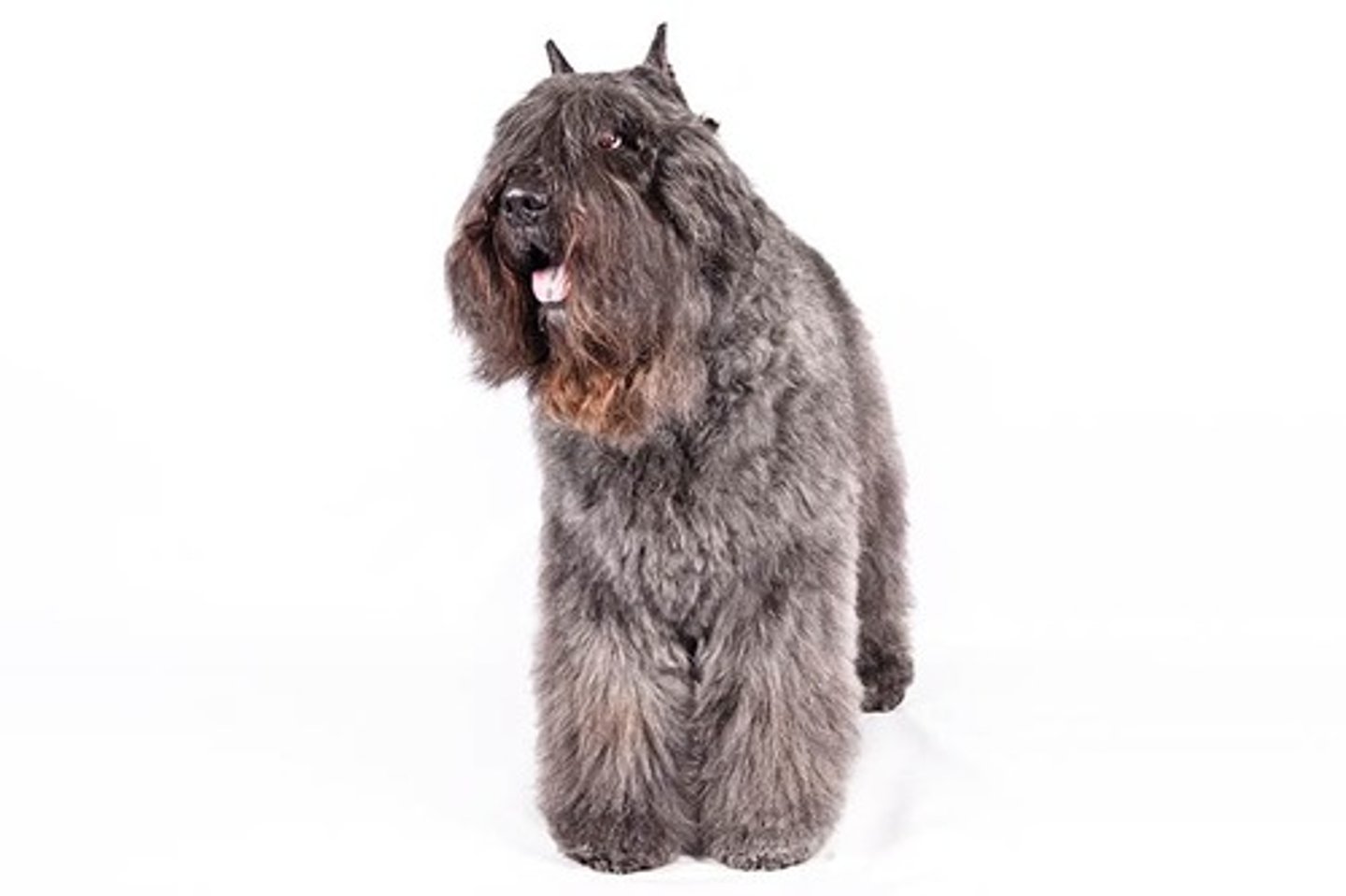 <p>Affectionate, Courageous, Strong-Willed</p><p>AKC Breed Popularity: Ranks 83 of 194</p><p>Height: 24.5-27.5 inches (male), 23.5-26.5 inches (female)</p><p>Weight: 70-110 pounds</p><p>Life Expectancy: 10-12 years</p><p>Group: Herding Group</p>