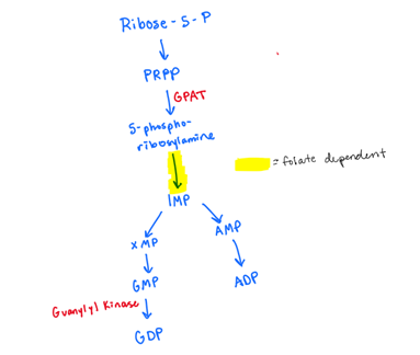 <ol><li><p>PRPP —&gt; 5-phosphoribosylamine using GPAT</p></li><li><p> 5-phosphoribosylamine to IMP (FOLATE DEPENDENT)</p></li><li><p>IMP—&gt; XMP —&gt; GMP (WE OXIDIZE IMP to GMP)</p></li><li><p>GMP—&gt; GDP using GUANYL KINASE</p></li><li><p>GDP—&gt; dGDP using ribonucleotide reductase</p><ul><li><p>reduction of OH to H</p></li></ul></li></ol><p></p>