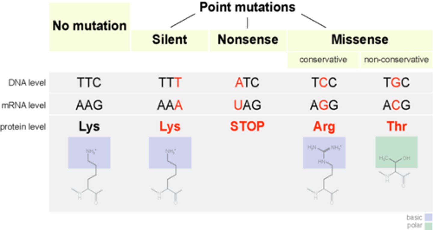 <p>When one base is replaced by another, the result is a same-sense, mis-sense or non-sense mutation. The effect will depend on which base is replaced.</p><p>- Silent mutation: If the third base in a triplet is changed, there may be no change in the amino acid coded for due to the degeneracy of the genetic code</p><p>- Mis-sense mutation: If the substitution results in a different amino acid being coded for, it will either have similar properties to the original and have little effect on the protein or have a severe effect on the protein so that it cannot carry out its normal function in the body</p><p>- Nonsense mutation: If a STOP codon is coded for, the polypeptide production will be stopped and the protein is likely to be non-functional</p>