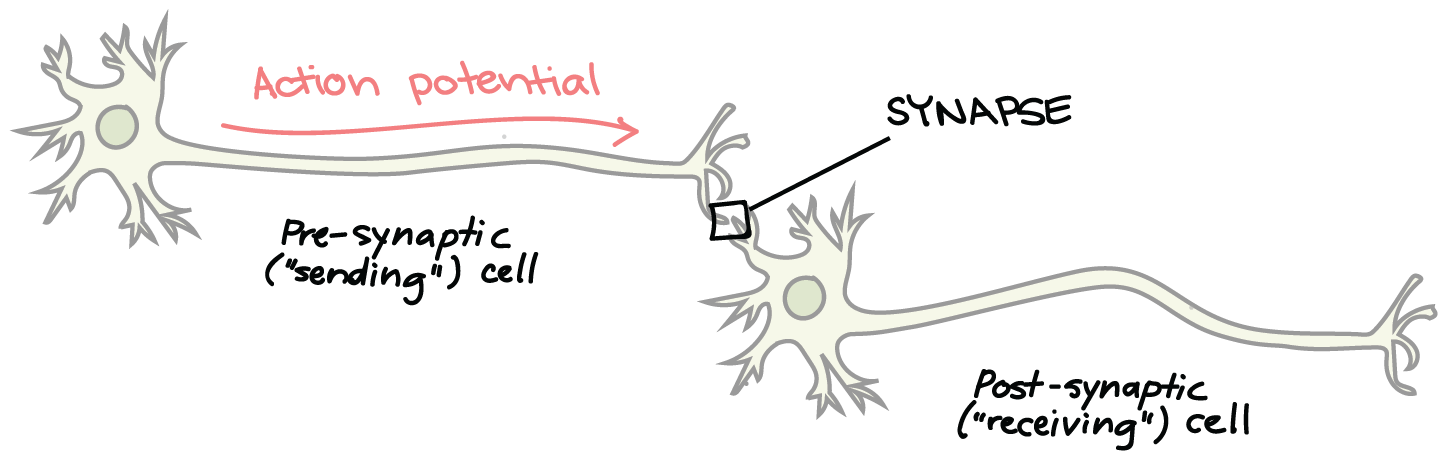 <p>Synapses</p>