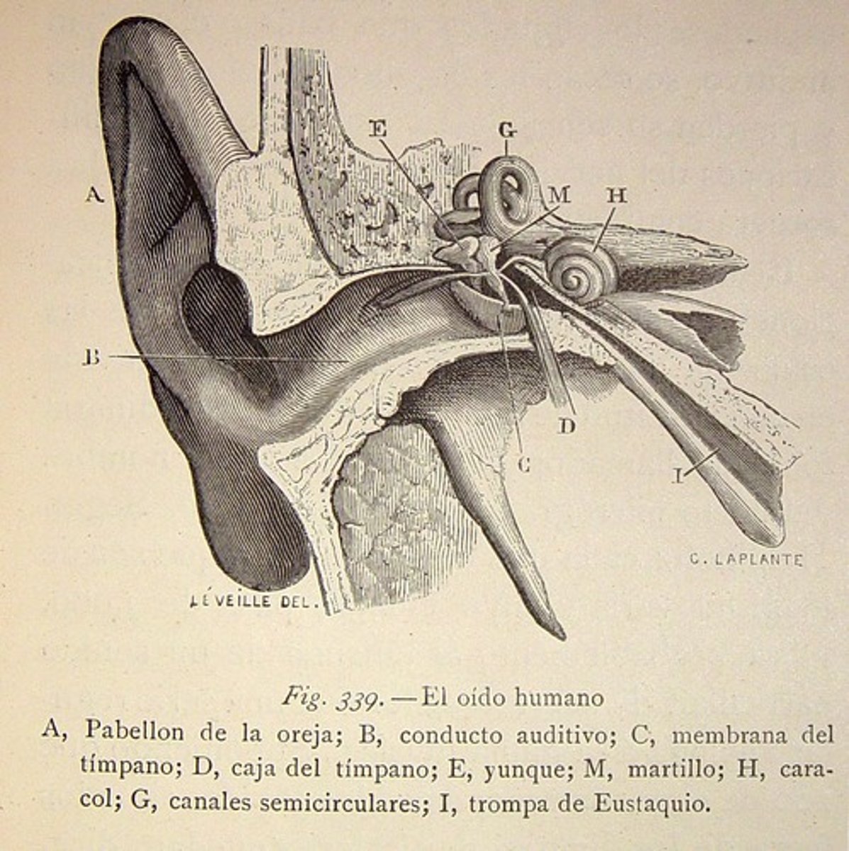 <p>ear</p>