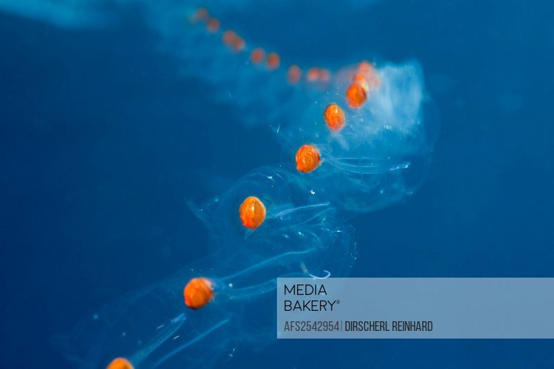 <p>What is it called when salps group together? What are the benefits biologically?</p>