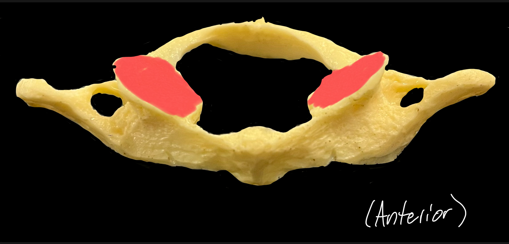 What is highlighted in red?