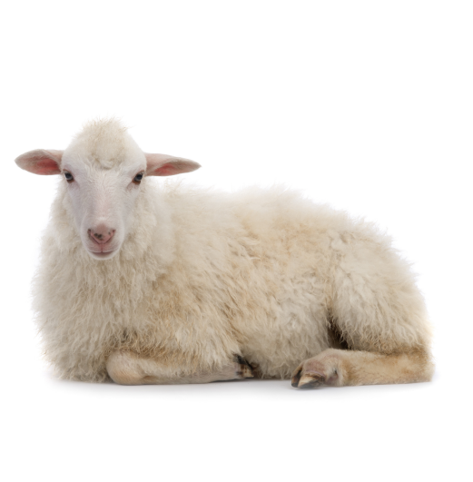 <p><strong>美</strong></p><p>Words:</p><p>美しい　うつくしい　Beautiful　</p><p>美術　びじゅつ　Art</p>