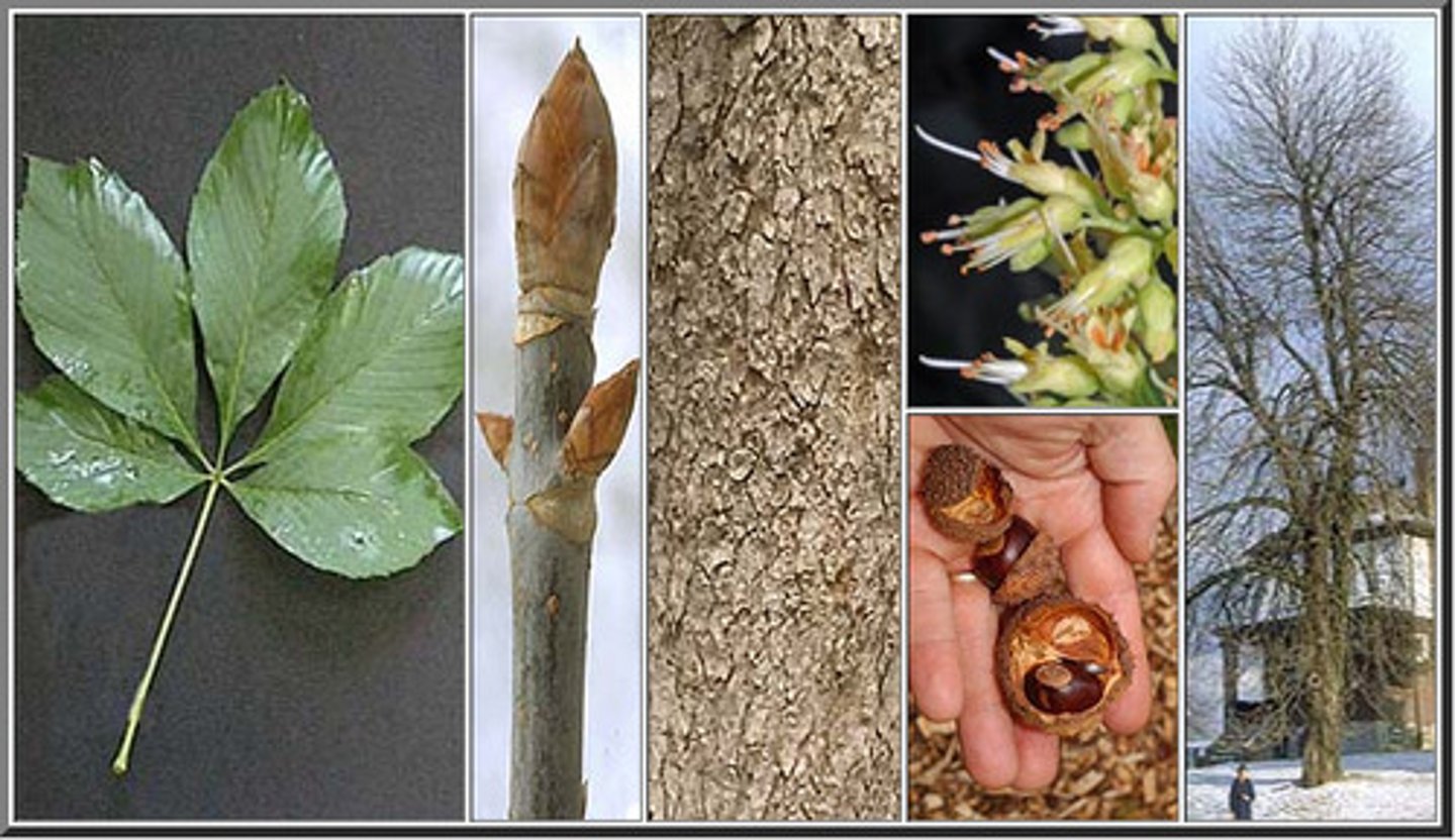 <p>white speckled bark</p>