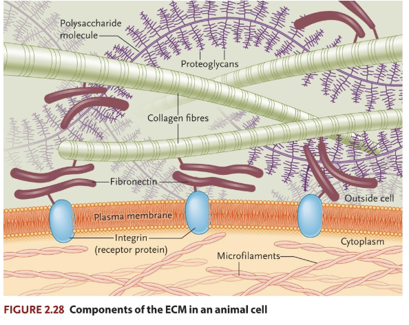<p>Characteristic of animals</p><p>Basic matrix is acellular, penetrated by network of collagen fibres</p><ul><li><p>Varies greatly among different organisms and types of connective tissues</p></li></ul><p></p>