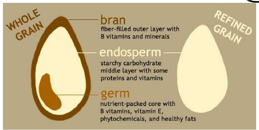 <p>nutrient packed <u>core</u> with B vitamins, vitamin E, phytochemicals and healthy fats</p>