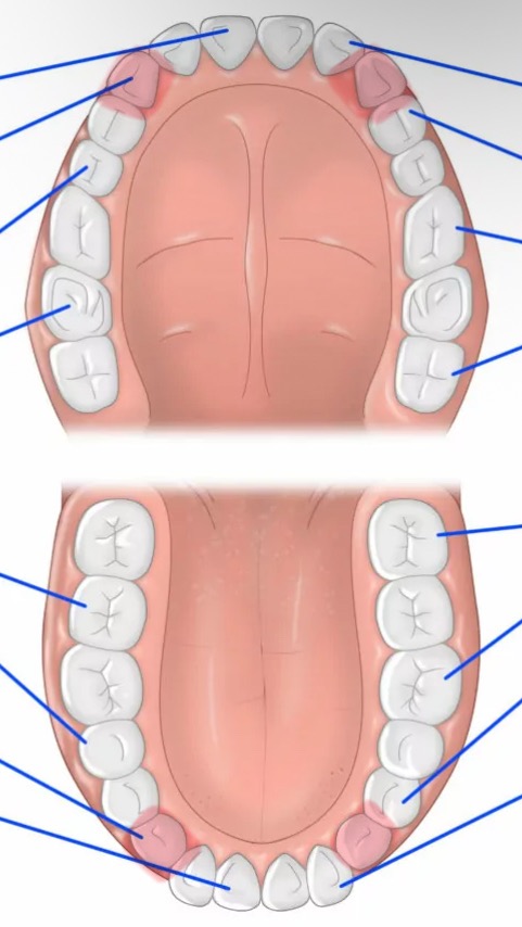 knowt flashcard image